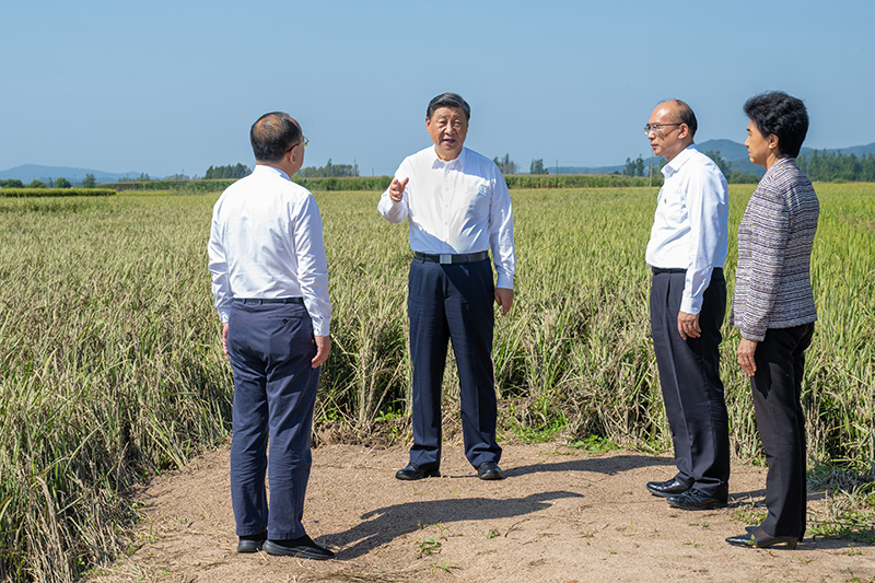 9月6日至8日，中共中央总书记、国家主席、中央军委主席习近平在黑龙江考察。这是7日上午，习近平在遭受洪涝灾害的哈尔滨尚志市老街基乡龙王庙村，察看水稻受灾情况。