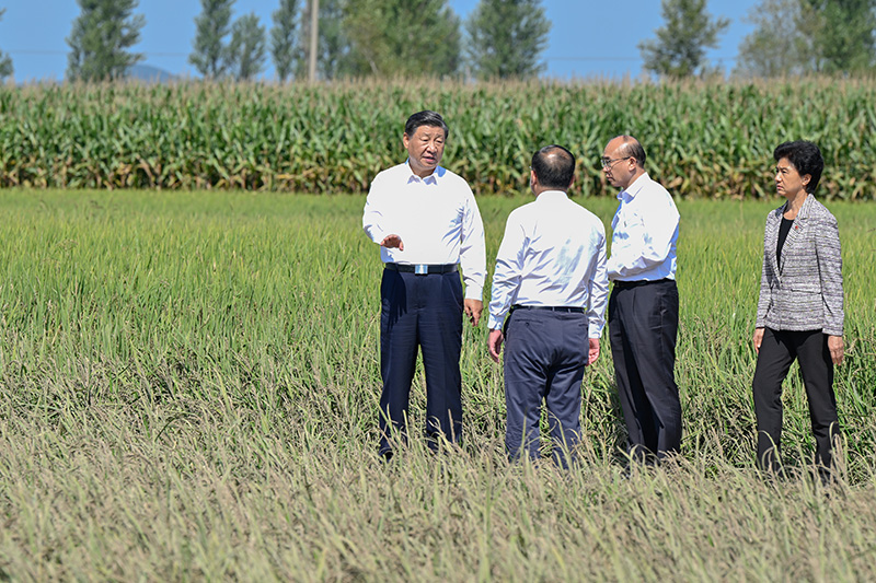 9月6日至8日，中共中央总书记、国家主席、中央军委主席习近平在黑龙江考察。这是7日上午，习近平在遭受洪涝灾害的哈尔滨尚志市老街基乡龙王庙村，察看水稻受灾情况。